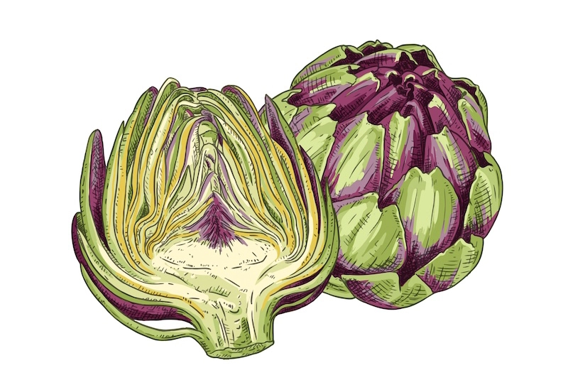 蔬菜之皇 朝鮮薊Artichoke