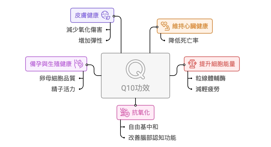 5大Q10功效詳細整理